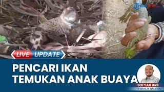 Hendak Berburu Ikan Pemancing Justru Temukan Anak Buaya Krete di Sungai Ngasinan Trenggalek