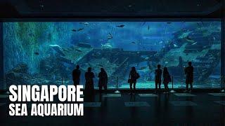 SEA Aquarium Singapore Walking Tour 2022 4K HDR