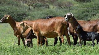 the best sheep meatmaster in south africa