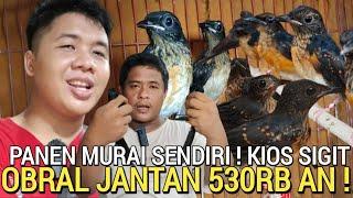 BIKIN GEMPAR  PANEN MURAI BATU OBRAL JANTAN 530RB AN BEBAS PILIH KIOS SIGIT PASAR BURUNG PRAMUKA