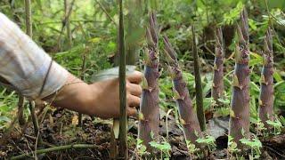 【二米炊烟】Bracken&Bamboo Shoots. 三月的蕨菜，四月的竹筍——大山深處的神奇山珍