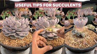Useful Tips For Succulents - Part 38  多肉植物  다육이들  Suculentas