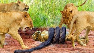 Mother Lion Cry In Pain Watching Her Cub Being Tortured By Python  Lions Attack Python To Save Cub