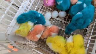 Ayam Warna Warni Ayam Rainbow Gokil Kelinci Kucing Lucu Bebek Hewan Lucu #1166