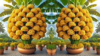 Great Technique For Growing Bananas With eggs and Coca Cola   how to grow bananas a lot many fruits