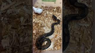 FEEDING MY BALL PYTHON 5