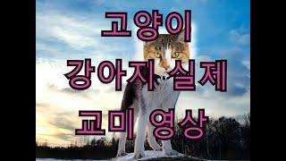 실제 강아지랑 고양이랑 교미를 한다고??? 충격 이종교배 영상実際に犬と猫とセックスをするって？a dog sex with a cat?