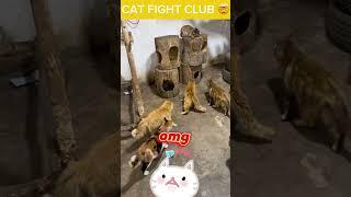 Cat FIGHT CLUB omg #angrycat #cats #funnyanimals#shortsvideo #shorts