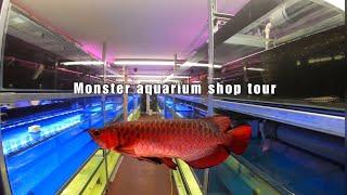 PLANET AROWANA walk around tour SUPER RARE fish