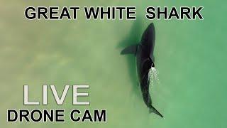Great White Shark Search LIVE Stream Drone Cam