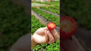 Strawberry Picking Wonderland in La Trinidad Benguet