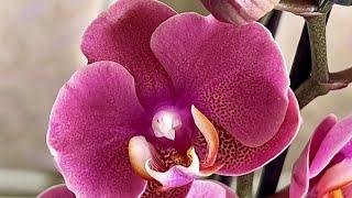 Орхидея Ханни - прекрасная принцесса