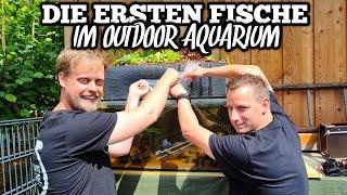 Fische für mein Aquaponik Outdoor Aquarium  feat. @martinsfische