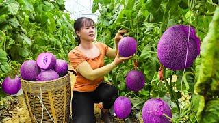 Harvesting Melon Ichiba Goes To Market Sell - Take care of piglets  Tiểu Vân Daily Life