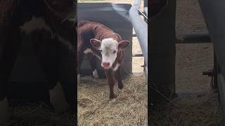 New Born Calf First Moo️ Cute Baby Calves in the Calf Pen  #farmingshorts #cattlefarm #babycows