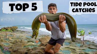 Top 5 Tide Pool Catches