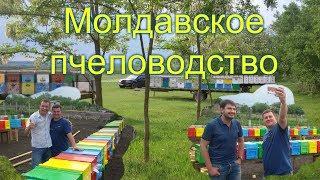 На пасеке Андрея Бодина Молдова