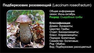 Подберезовик розовеющий Leccinum roseofractum