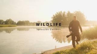 Wildlife mit der Sony a7R III  Spreeaue Cottbus