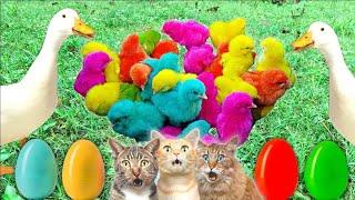 Catch Cute Chickens Colorful Chicken Rainbow Chicken Rabbits Cute Cat Duckling cute animal #1