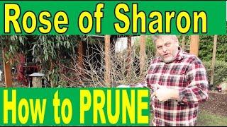 Pruning a Rose of Sharon The 101 Guide to Shaping and Maintaining