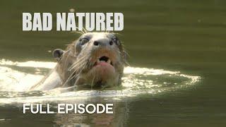 Rare Otter Encounter Takes Shocking Turn  Bad Natured  BBC Earth