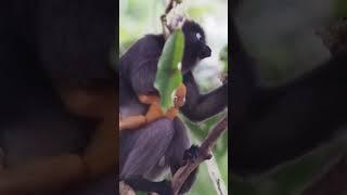 WildLife 55 Black mother with orange baby dusky leaf monkey family