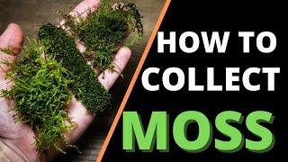 How To Collect & Prepare Moss For Terrariums