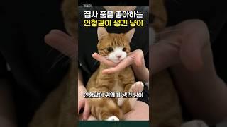 집사 품을 좋아하는 인형같이 생긴 고양이