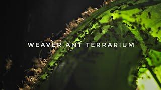 My Pet Weaver Ant Colonys New Terrarium Help Me Design It