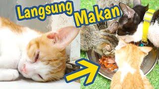 Cara Mengatasi Kucing Tidak Mau Makan