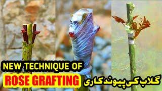 How to graft rose plant  Rose Grafting techniques