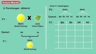 IPA Kelas 9  Pewarisan Sifat III Hukum 2 Mendel   Persilangan Dihibrid