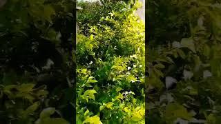 Challenge Put a Question related to these plants #islamabadians #vlog #funny #khanpervaizvlogs