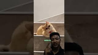 Kucing Rebutan Minuman