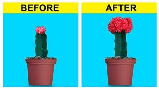 10 Moon cactus grafting HACKS that Turn Noobs to PROS 多肉植物  다육이들  SUCULENTAS