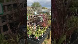 Garden Centre in late Spring