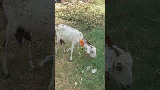 #shorts  #shortsfeed  #shortvideo  Qurbani Kay Janwar  Beautiful Qurbani Janwar