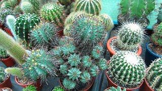 My Euphorbia horrida Succulent Plant in Flower  African Milk Barrel