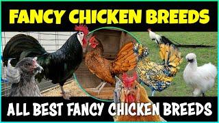 Best Fancy Chicken Breeds  Fancy Chicken Farming