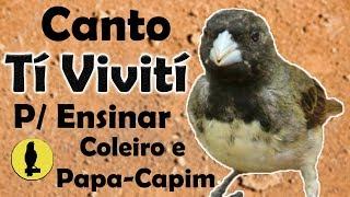 CANTO PAPA CAPIM TI VIVITI #CANTODASAVES