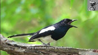 Bird Song Male ORIENTAL MAGPIE-ROBIN singing its heart out