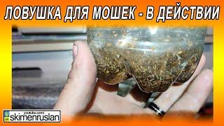 ЛОВУШКА ДЛЯ МОШЕК - В ДЕЙСТВИИ