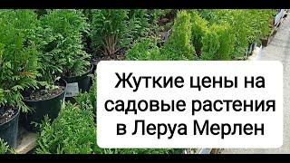 Жуткие цены на садовые растения в Леруа Мерлен