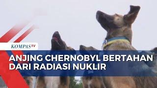 Terpapar Radiasi Nuklir Genetik Anjing di Chernobyl Berubah