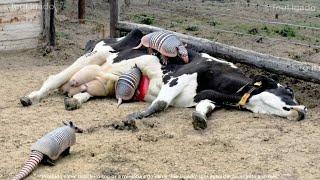 TATU COME VACA SEM PIEDADE - É por isso que os agricultores matam todos Os Tatus.