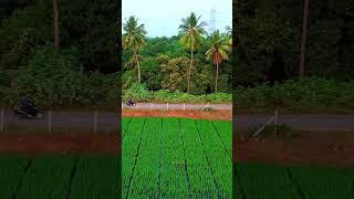 Village rides  #andhrapradesh #ytshorts #nature#explore beautiful villages of Andhrapradesh