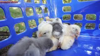 Baby chicks falls off to sleep without their Mother Presence