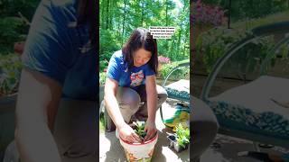 FILIPINA AND AMERICAN COUPLE IN USA ITS PLANTING SEASON