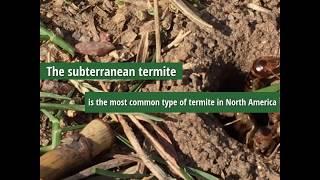 What are termites?